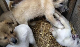 下司犬打架视频,下司犬激烈打斗场面揭秘