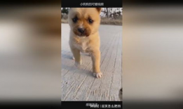 可爱小狗视频,小狗视频里的欢乐时光